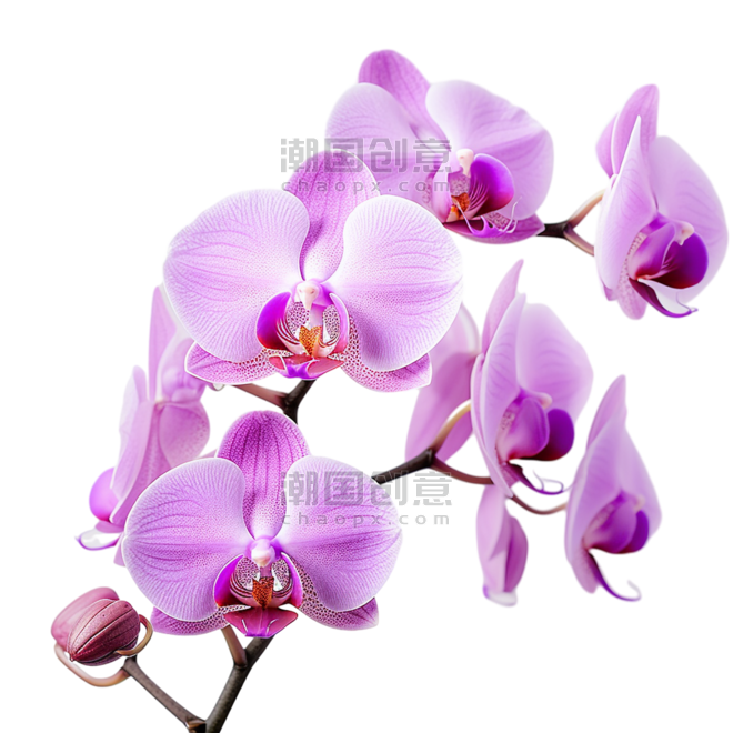 创意春天植物花卉数字艺术紫色蝴蝶兰元素立体免扣图案