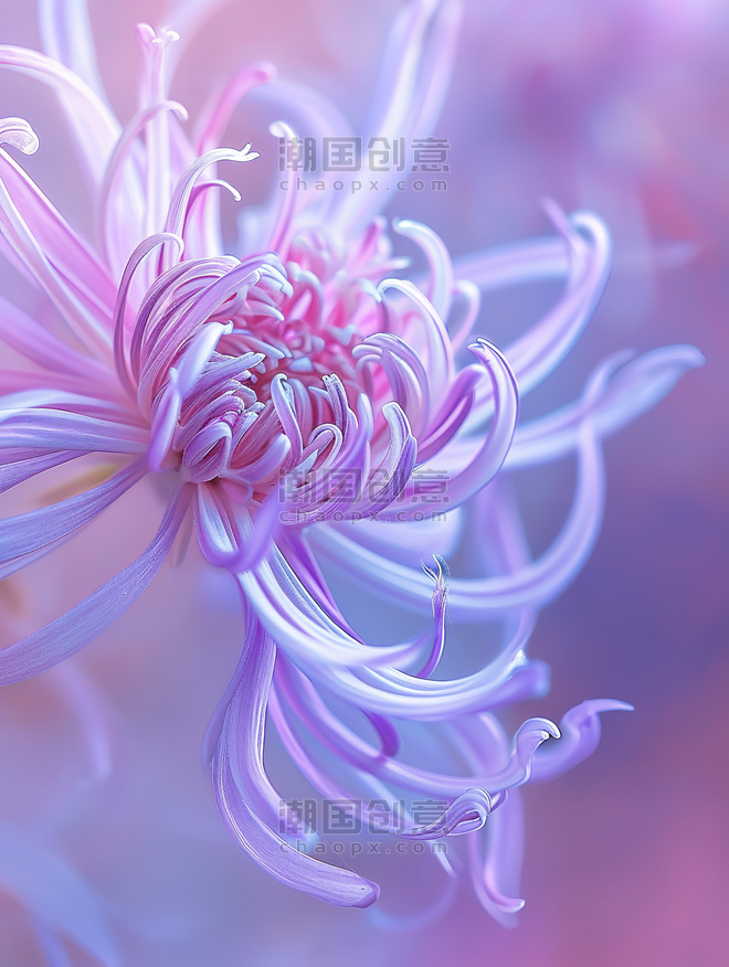 紫色抽象艺术感植物花卉花朵创意一朵美丽的菊花微距背景