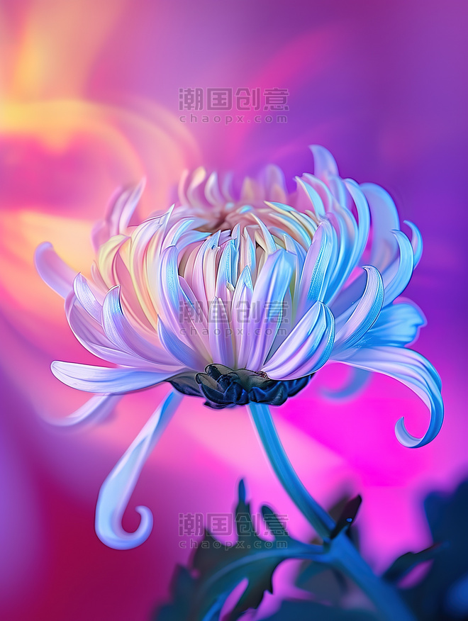 创意一朵美丽的菊花微距抽象艺术感植物花卉花朵赛博朋克