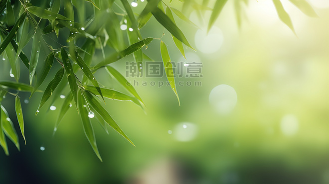 创意春天雨水树叶上的水滴绿色竹叶春雨