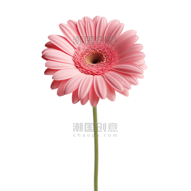 创意卡通粉色雏菊植物春天菊花元素免抠图案