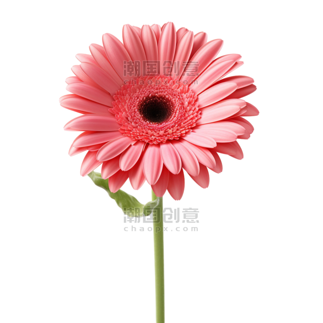 创意雏菊植物春天鲜花写实粉色菊花元素免抠图案
