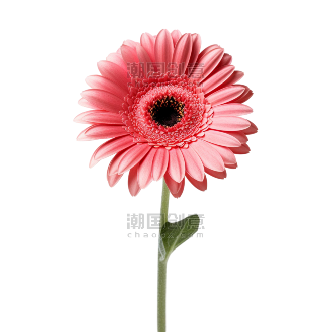 创意简约粉色菊花雏菊植物春天元素免抠图案