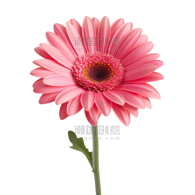 创意图形粉色菊花雏菊植物春天鲜花元素免抠图案