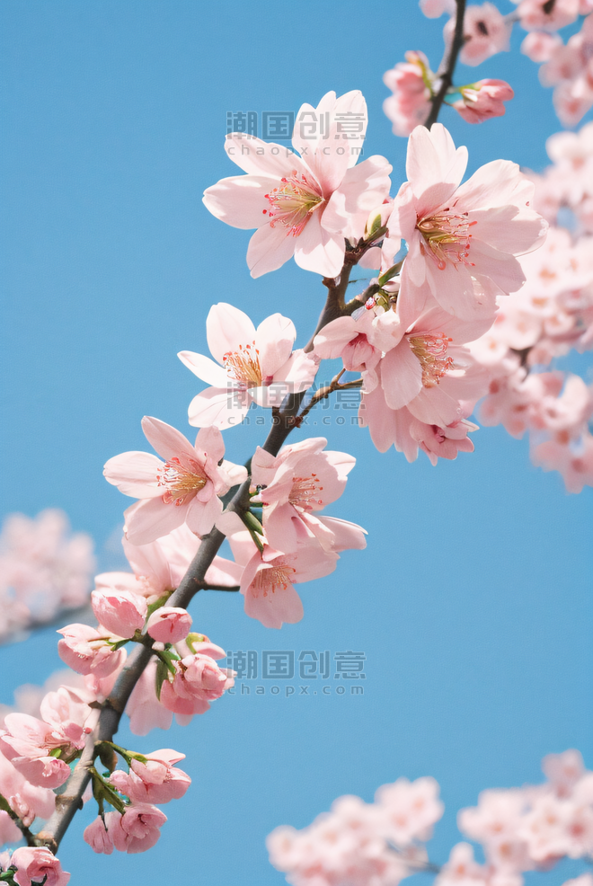 创意春天蓝天下的粉色樱花摄影配图4植物花卉