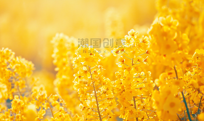创意春天黄色的油菜花田花朵植物