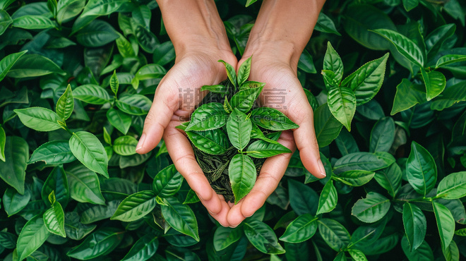 茶农茶园植物叶子手捧清香茶叶立体描绘摄影照片