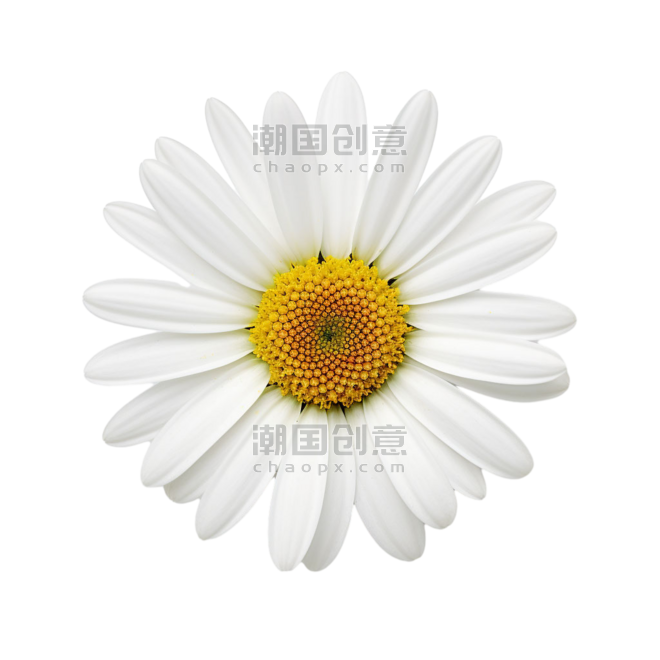 创意小巧雏菊春天植物花朵白色小雏菊元素免抠图案