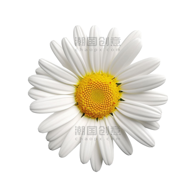 创意春天植物花朵白色小雏菊元素免抠图案