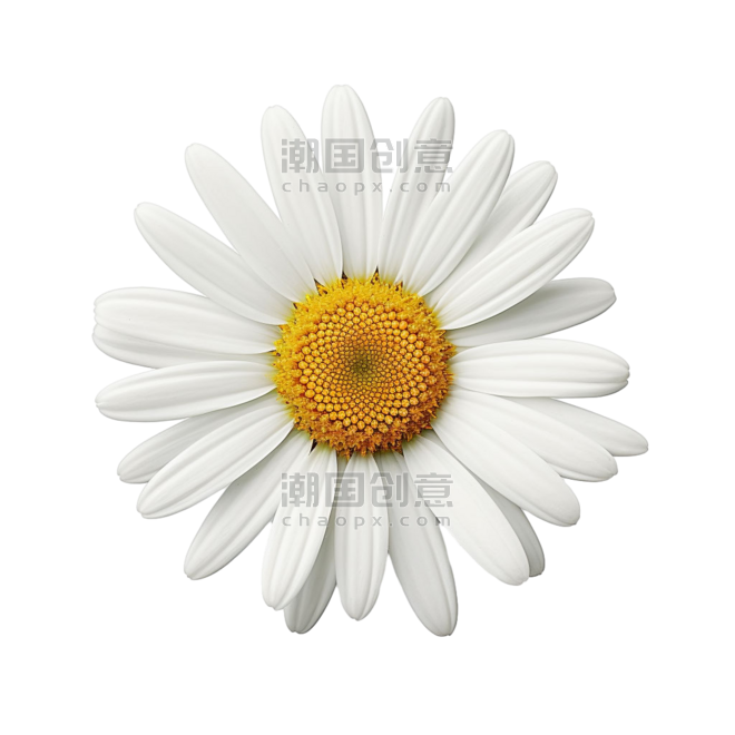 春天植物花朵白色小雏菊雏菊元素免抠图案