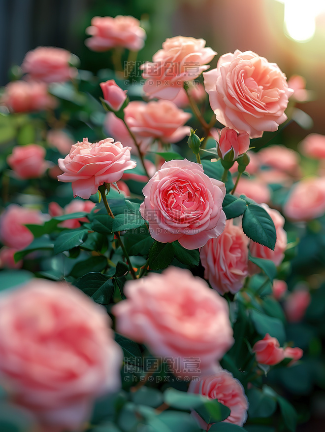 植物花朵蔷薇创意粉红色的玫瑰园春天浪漫高清
