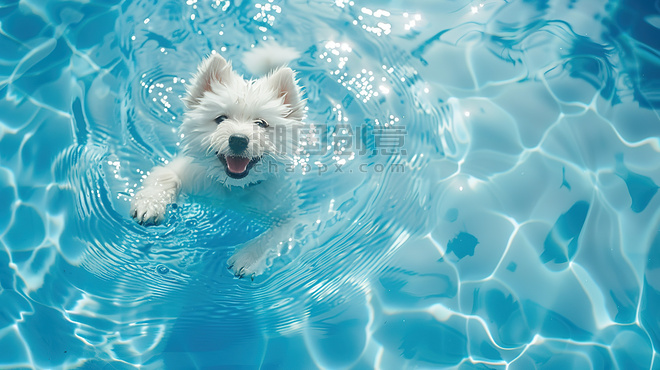 创意蓝色水面宠物动物一只小狗在泳池游泳高清摄影图