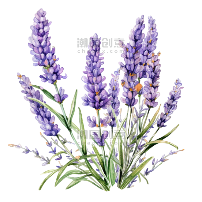 创意薰衣草水彩紫色花朵植物鲜花元素免抠图案