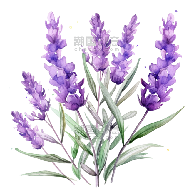 水彩紫色花朵植物薰衣草鲜花元素免抠图案