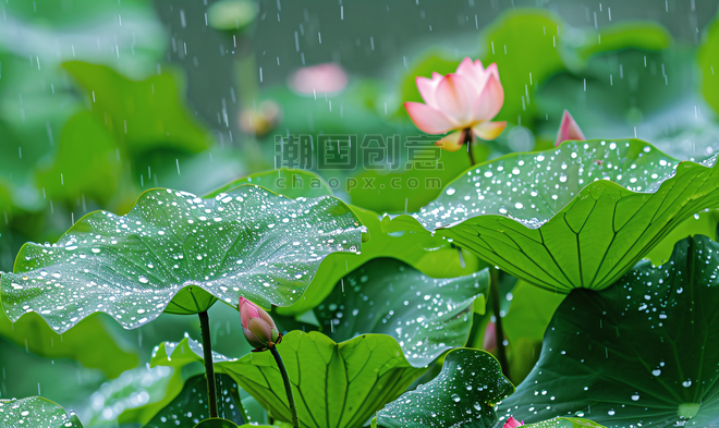 夏天夏季花朵植物文艺清新雨季荷叶上午荷叶湖水雨季摄影图