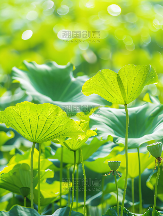 创意夏天植物荷叶绿色摄影图
