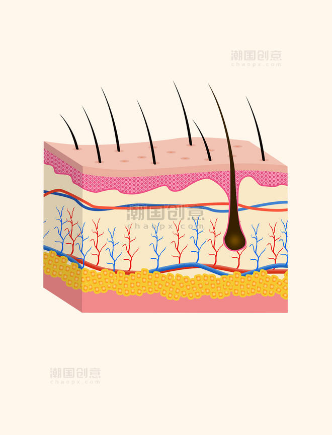 医疗美容健康皮肤毛囊皮肤问题立体剖面图肌理结构图解