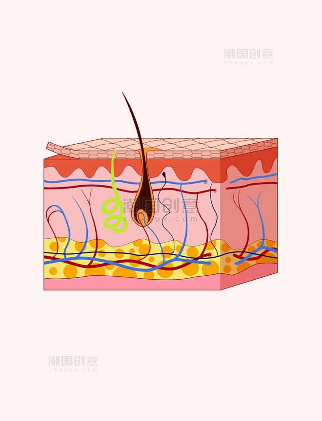 人体皮肤结构图解毛囊医疗美容