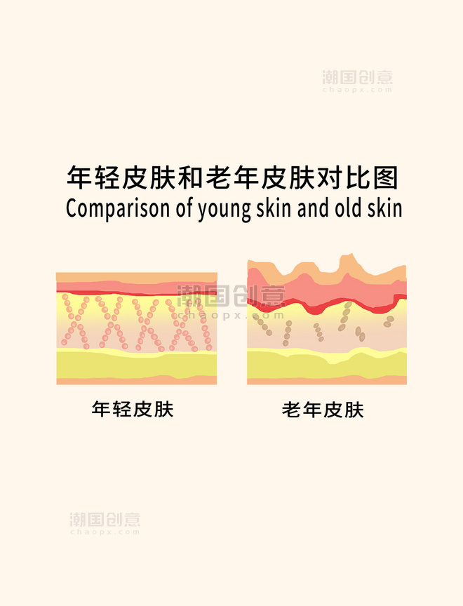 年轻皮肤和老年皮肤示意图图解医疗美容护肤