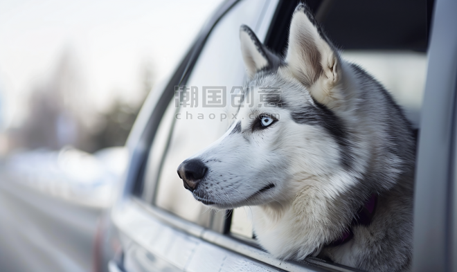 创意汽车与西伯利亚哈士奇犬一起行驶探出车窗哈士奇犬侧面肖像